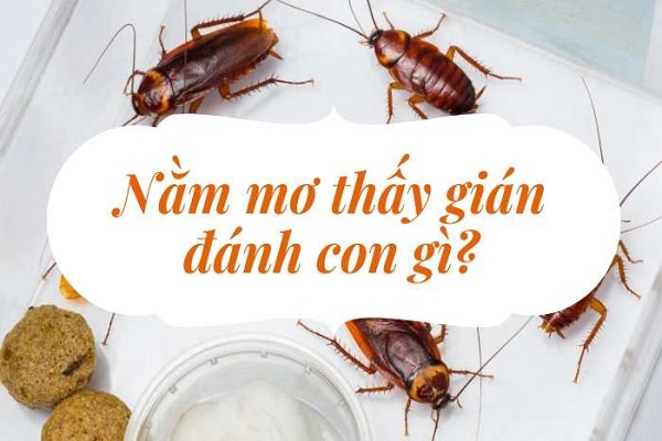 Chiêm bao thấy gián nên đánh con số gì? Chiêm bao thấy gián nên đánh con số gì?