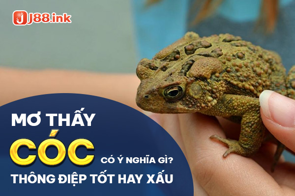 Mơ thấy cóc có ý nghĩa gì? Thông điệp tốt hay xấu? 1 giac mo thay coc