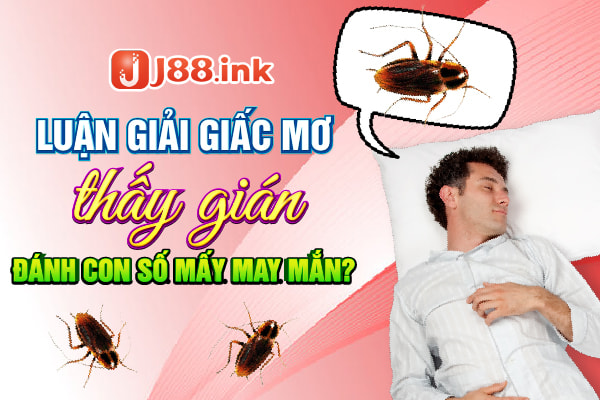 Luận giải giấc mơ thấy gián là điềm báo tốt hay xấu 1 giac mo thay gian