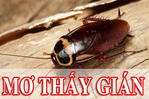 Luận giải giấc mơ thấy gián là điềm báo tốt hay xấu 2 Ý nghĩa chung cho mọi giấc mơ thấy gián